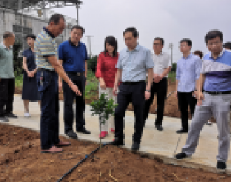 省耕肥总站调研夷陵区果菜茶有机肥替代化肥示范项目
