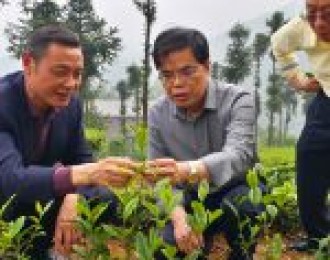 五峰：省茶产业技术体系专家到五峰检查指导工作