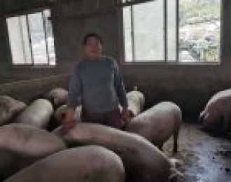 宜都潘家湾：生猪复产开启产业扶贫“开门红”