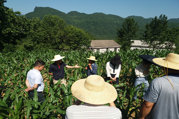 五峰：群查群防、上下联动，确保打赢草地贪夜蛾防控攻坚战