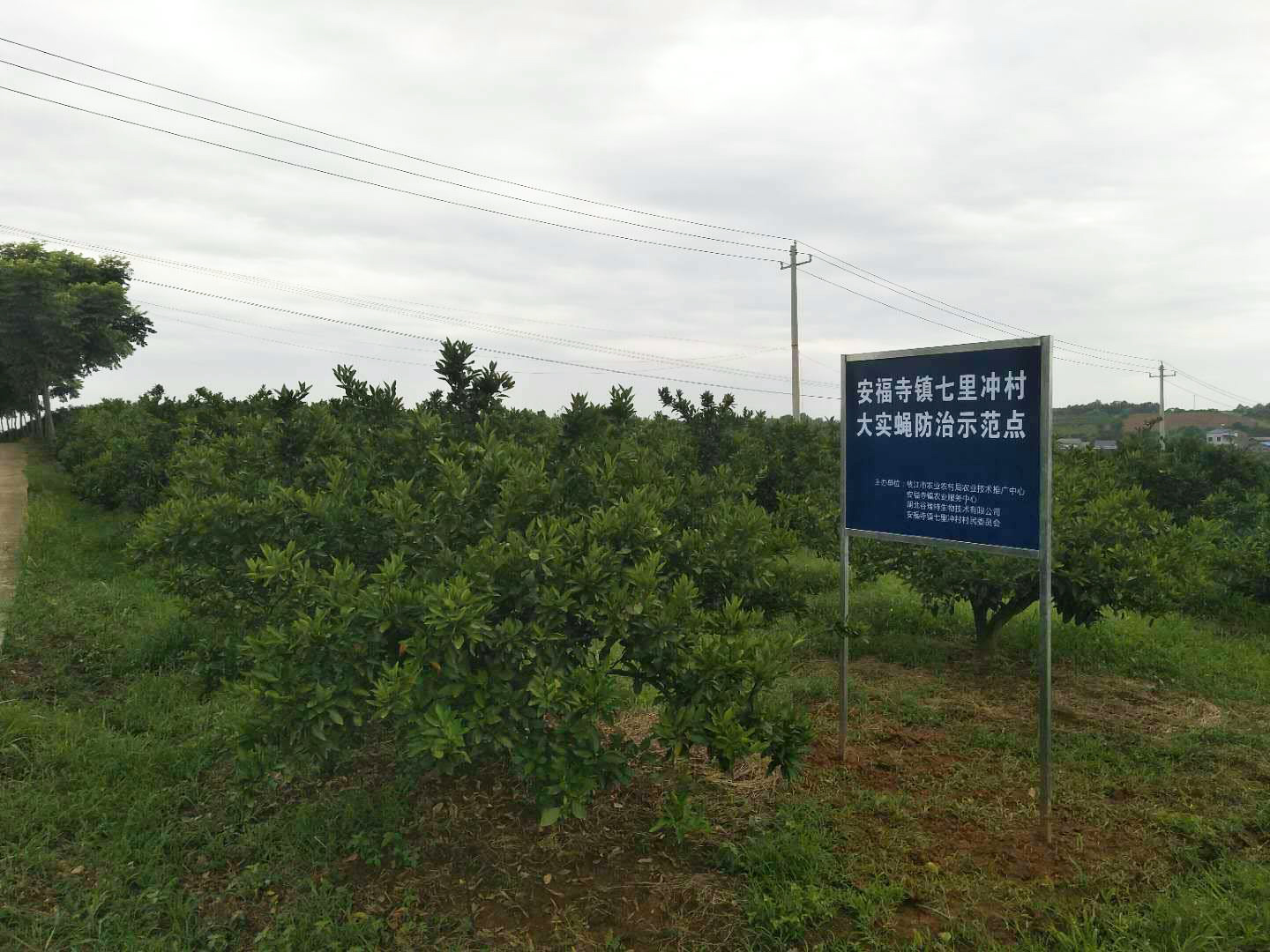 枝江市农业农村局“五强化”狠抓柑橘大实蝇绿色防控