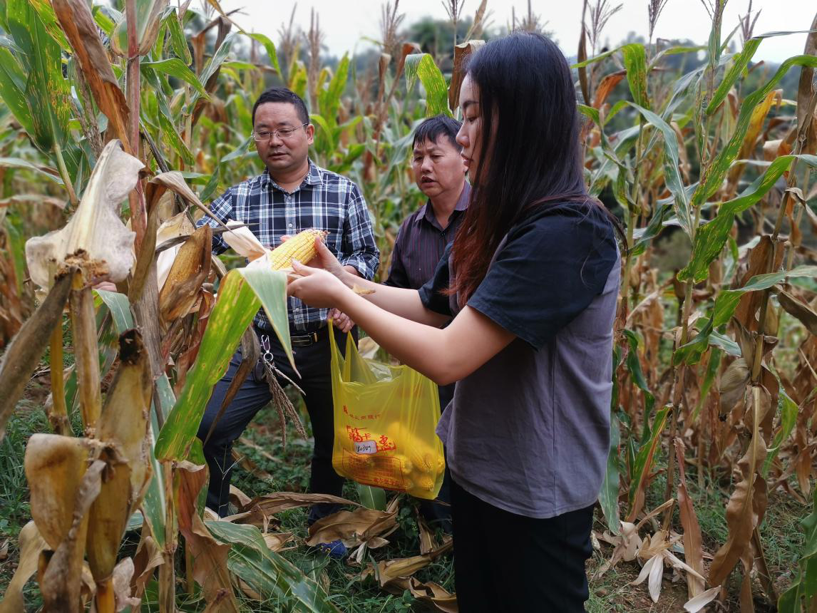 秭归：土壤类别划分加密采样 掌握土壤环境总体质量