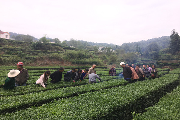 五峰：三房坪村开展茶叶技术培训