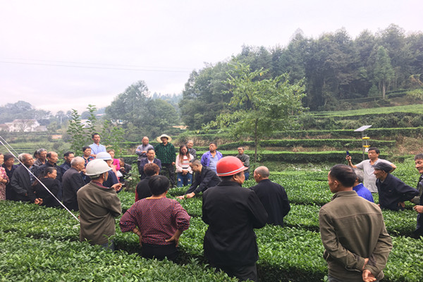 五峰：三房坪村开展茶叶技术培训