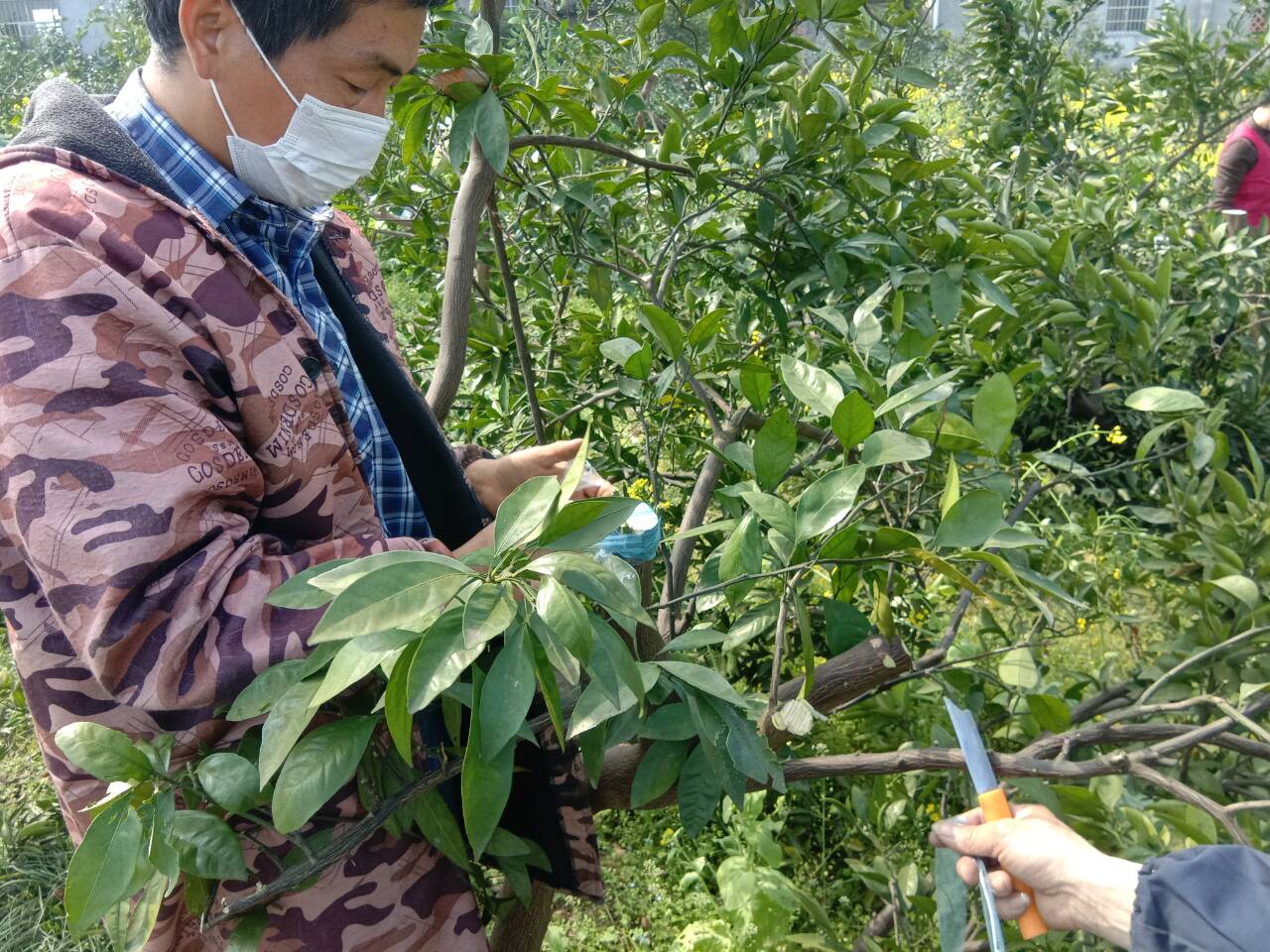 宜都市曾家岗村：防疫春耕两手抓，不误农时不负春