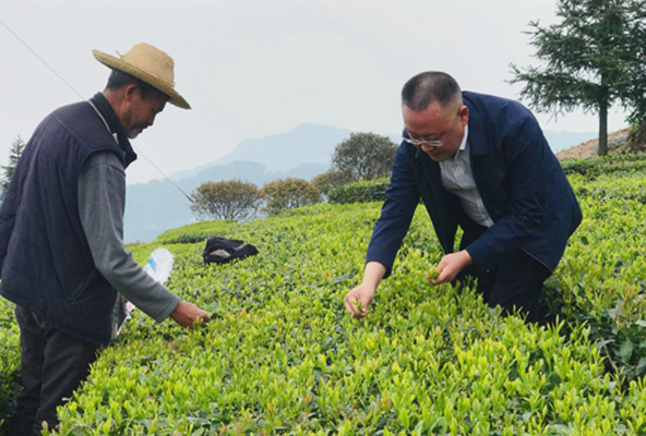 五峰：逮一口五峰春茶，将拥有整个春天—五峰副县长带你来喝茶