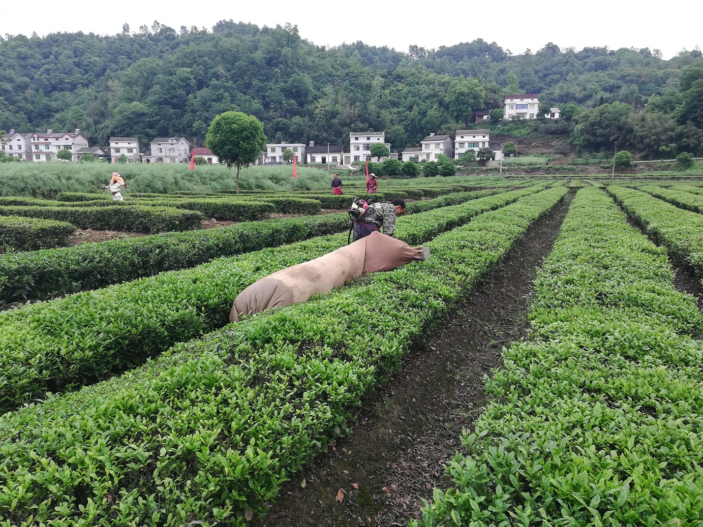 五眼泉：春茶机采摘机加工“驶入快车道”