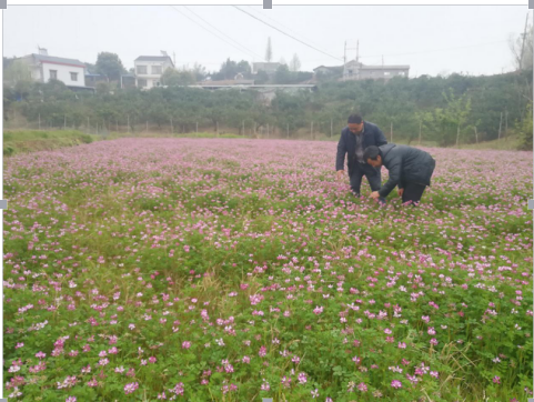 枝江市持续示范推广绿肥种植技术