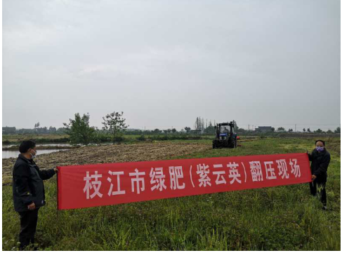 枝江市持续示范推广绿肥种植技术