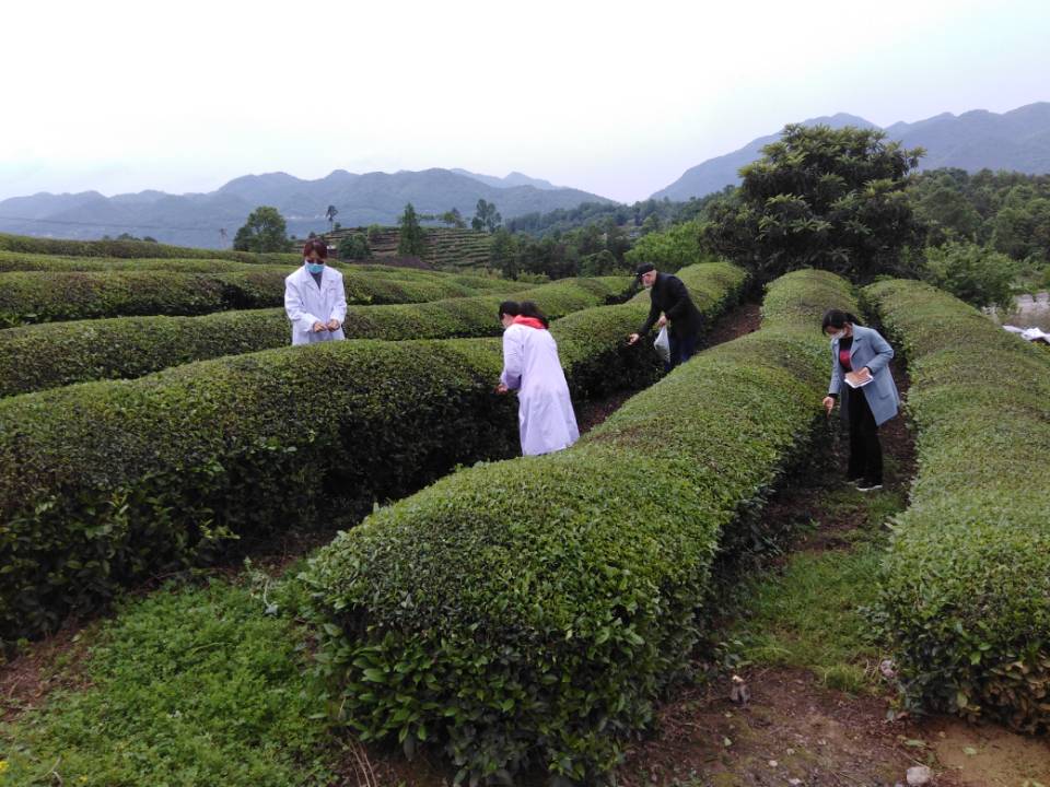 市农业综合执法大队:全面完成优质茶示范基地创建第一次定点监测抽样