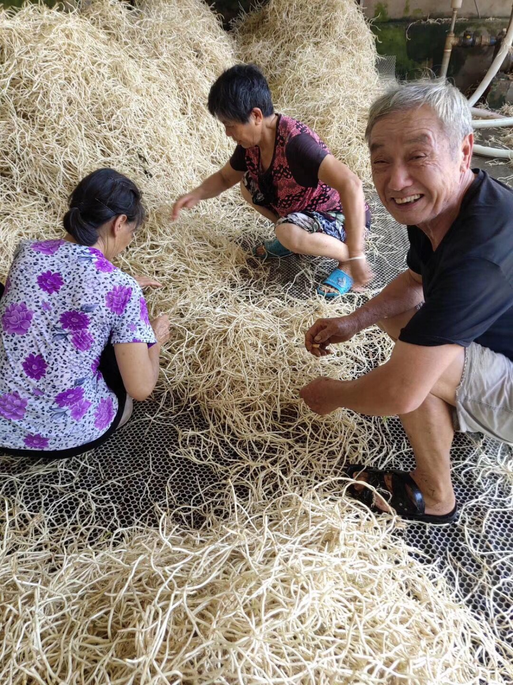 当阳：直播带货 ，让当阳鱼腥草飞起来