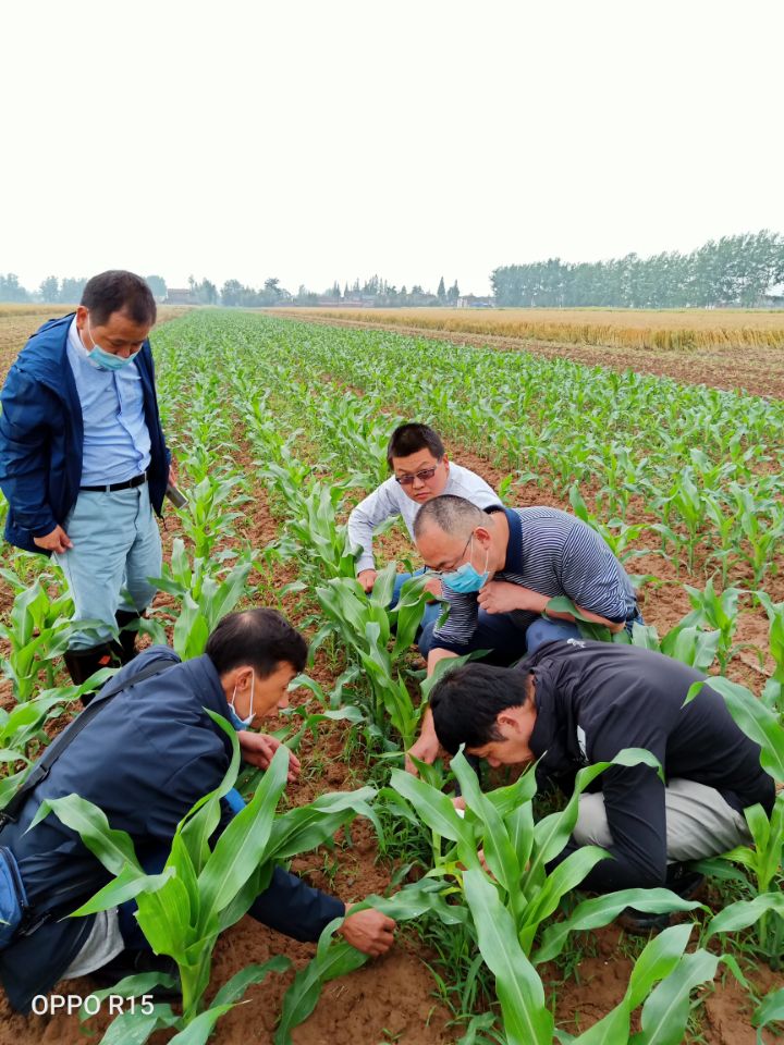 当阳：省植保专家到当阳调研病虫害情况