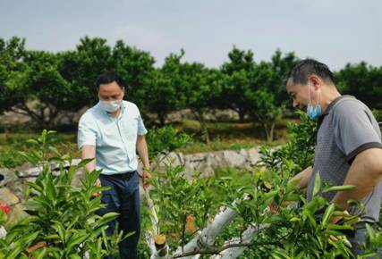 当阳：刘继红教授到当阳指导柑橘产业发展