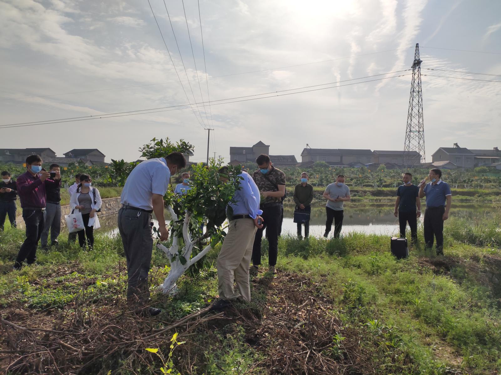 宜都市农业农村局组织召开全市农业生产现场会