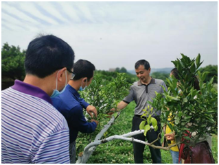 当阳：精品果园优质高效栽培集成技术示范培训开班