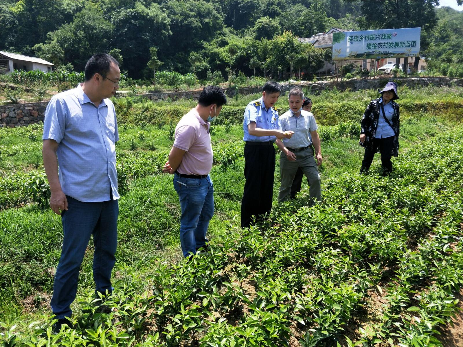 省植物检疫站站长刘元明来我市检查柑橘种苗检疫工作