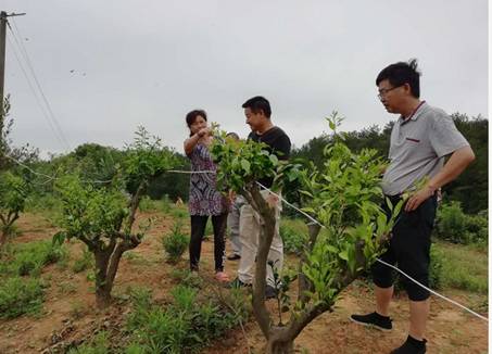 当阳：柑橘品改核查工作进展顺利