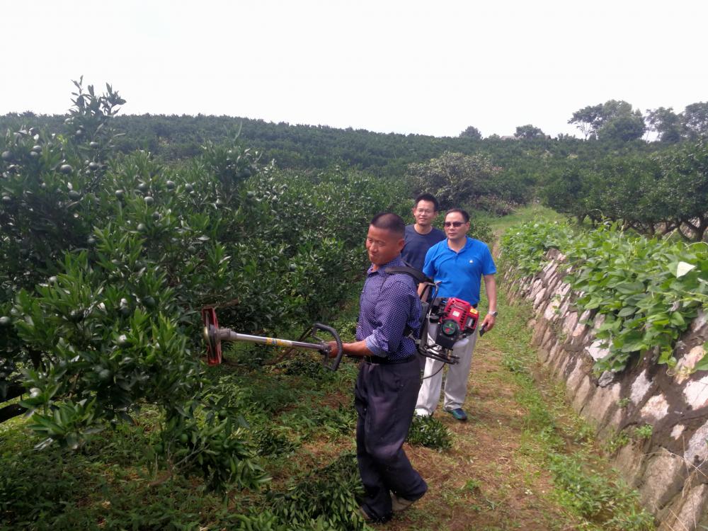 当阳：省水果创新行动团队在当阳开展机械疏果试验