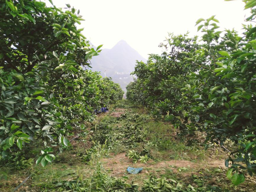 山地果园机械化修剪拉开序幕