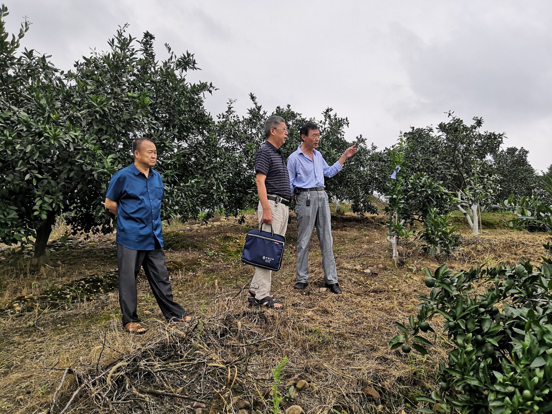 市果茶服务推广中心督查指导柑桔品改示范基地建设